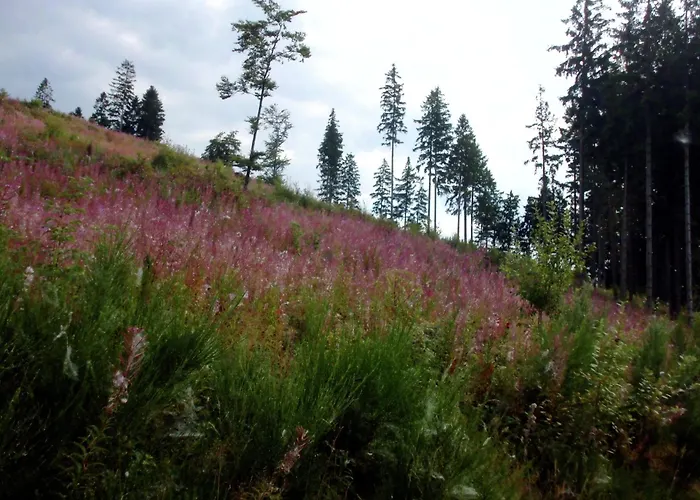 In Mit Gemeinschaftsgarten Appartement Schmallenberg